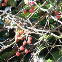 パイナップルセージ,マンリョウ,ランタナ,ヒヨドリジョウゴ,ミヤマシキミの画像