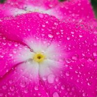 ニチニチソウ,雨粒,雨粒シリーズ☆,mimozaの雨粒シリーズ,庭の画像