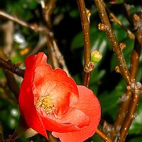 ツワブキ,バラ,ボケ,ビオラ,ポリゴナム（ヒメツルソバ）の画像