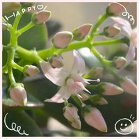 金のなる木,復興祈願,Juneの会,永ちゃんファン,2020年6月同期No.017の画像