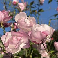 バラ,ご近所さん,スマホの画像