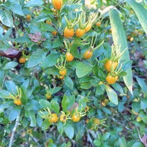 クチナシの画像