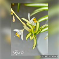 オリヅルラン,良い一日を…,その他エクステリアの画像