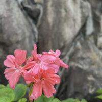 ゼラニウム,センニチコウ,ダリア,アベリア,メランポジウムの画像