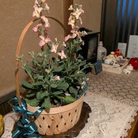 花かんざしの画像