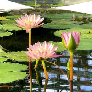 スイレン,スイレン,植物園,温室,おでかけ先の画像