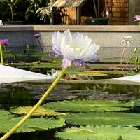 スイレン,植物園,温室,白い花,おでかけ先の画像