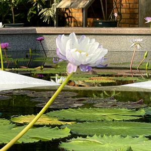 スイレン,植物園,温室,白い花,おでかけ先の画像