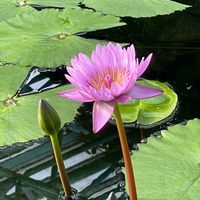 スイレン,植物園,温室,おでかけ先の画像