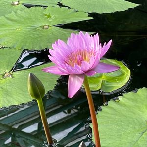 スイレン,植物園,温室,おでかけ先の画像