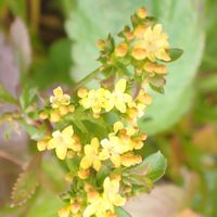 オミナエシ,山野草,裏山の画像