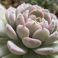 エケベリア,リトープス,星の王子,アメイジング・グレイス,ミニバラ  乙女心の画像