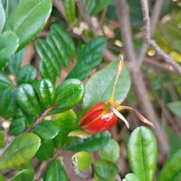 クチナシ,クチナシ,クチナシの実,常緑低木,赤い実の画像