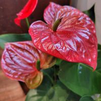 アンスリウム,アンスリウム,カフェ,真っ赤な火曜日,Juneの会の画像