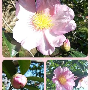 サザンカ,お出かけ先の画像