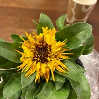 キンセンカ,私のお庭,千葉県北西部,小さな庭,庭の画像