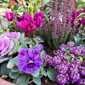 アリッサム,ストック,ハボタン,パンジー,カルーナの画像