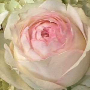 バラ,ばら バラ 薔薇,地震お見舞い申し上げます,いつも心に太陽を,お出かけ先の画像