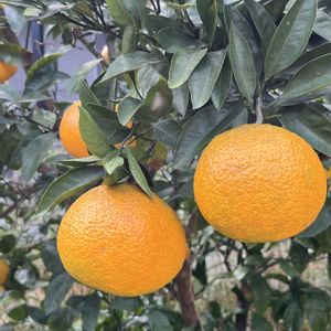 小さな庭,お出かけ先の画像