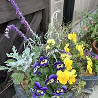 メキシカンブッシュセージ,メキシカンブッシュセージ ステラ,花のある暮らし,ハーブのある暮らし,モニターの画像