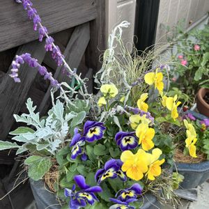 メキシカンブッシュセージ,メキシカンブッシュセージ ステラ,花のある暮らし,ハーブのある暮らし,モニターの画像