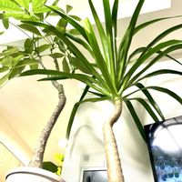 ドラセナ,パキラ,ウンベラータ,エバーフレッシュ,ドラセナパラオの画像