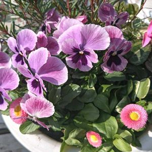 可愛い,癒される,花のある暮らし,綺麗,癒しのひと時の画像