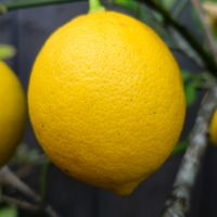 レモン,レモン,我が家の果物たち,庭の画像