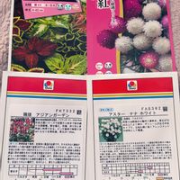 コリウス,千日紅,種から,北海道,札幌の画像