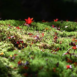 苔と紅葉,真っ赤な火曜日,お出かけ先の画像
