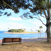 クスノキ,クスノキ,青い海,寄り道,火曜ベンチの画像