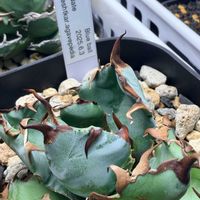 アガベ,agave blue ball,アガベ属,イランアガベ,reza産イランアガベの画像