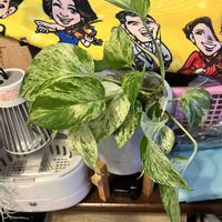 ポトス,ビオラ,アーモンドネックレス,ドルフィンネックレス,フラワーカーペットローズの画像