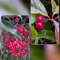 モミジ,万両,ヤブコウジ(十両),十両,マンリョウ(万両)の画像