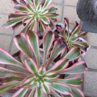 ガーデニング,癒し,花のある暮らし,緑のある暮らし,ハーブのある暮らしの画像