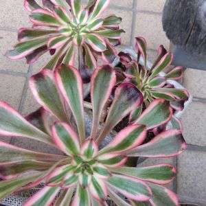 ガーデニング,癒し,花のある暮らし,緑のある暮らし,ハーブのある暮らしの画像