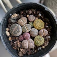 ブロウメアナ,リトープス,ちっちゃいの画像