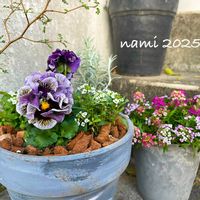 アリッサム,ソフォラ　リトルベイビー,ヘリクリサム,パンジー　ドラキュラ,寄せ植えの画像