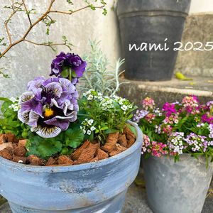 アリッサム,ソフォラ　リトルベイビー,ヘリクリサム,パンジー　ドラキュラ,寄せ植えの画像