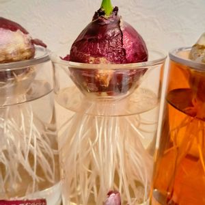 ヒヤシンスの水耕栽培の画像