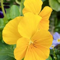 ビタミンカラー,#ガーデニング,エクステリアの画像