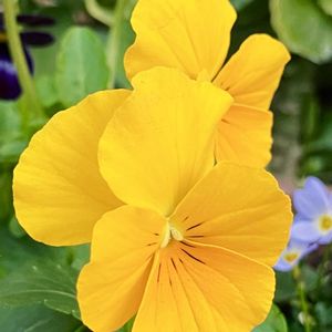 ビタミンカラー,#ガーデニング,エクステリアの画像