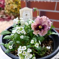 アリッサム,ビオラ　レディ,ROKA'S Vioia レディ,寄植え,プランター植えの画像