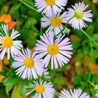 ヒメジョオン,ヒメジョオン,雑草好き,晩秋,ご近所散歩の画像