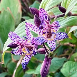 紫色の花,お出かけ先の画像