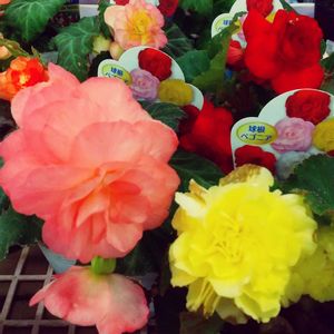 お出かけ先の画像