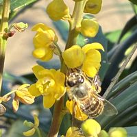 エキナセア,ボリジ,クナウティア・マケドニカ,ホソバヒイラギナンテンの画像