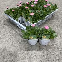 デージー,きぬたのイチオシ,デージー　チロリアンロベラピンクの画像