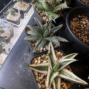 笹吹雪,氷山,シーザー,多肉植物,成長中の画像