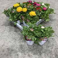 ラナンキュラス,ラナンキュラス・綾リッチ,きぬたのイチオシの画像